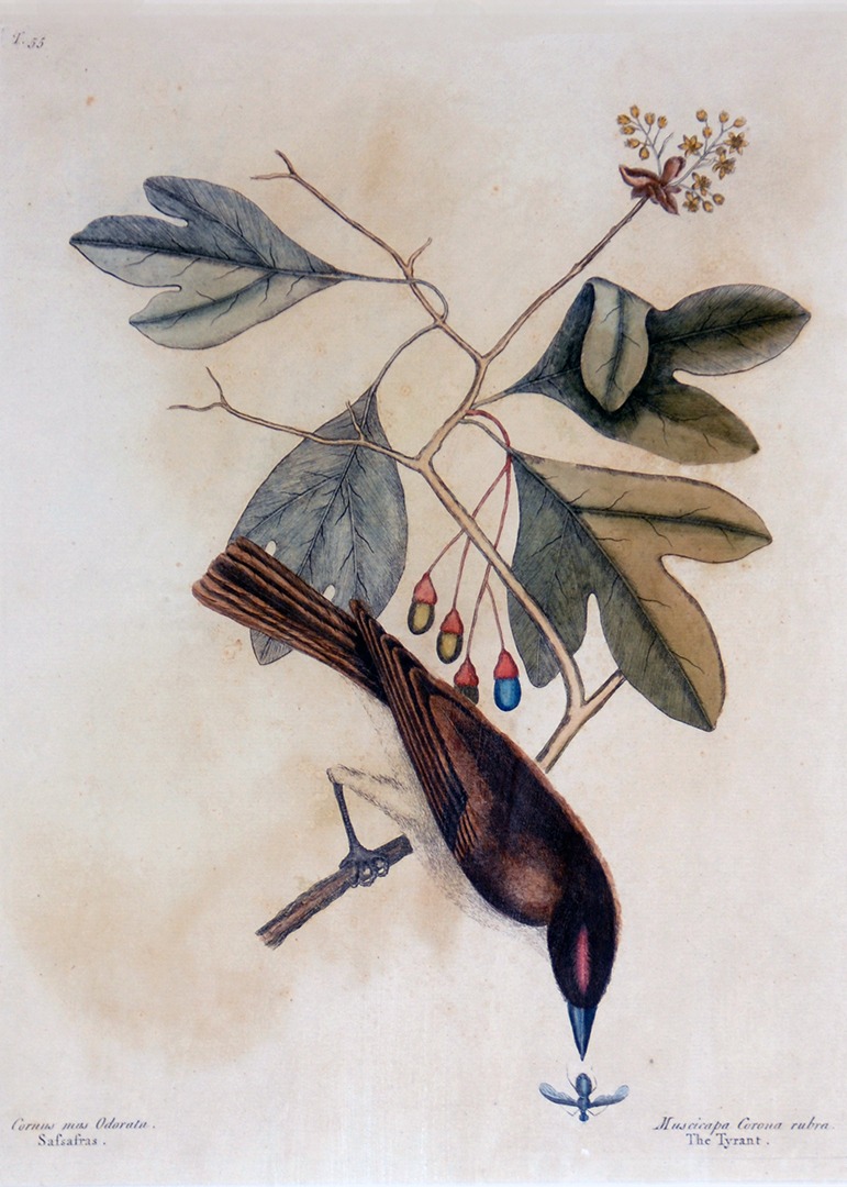 Sassafras and Eastern Kingbird, 18th century, hand-colored engraving, Mark Catesby, courtesy of the Garden Club of Virginia.